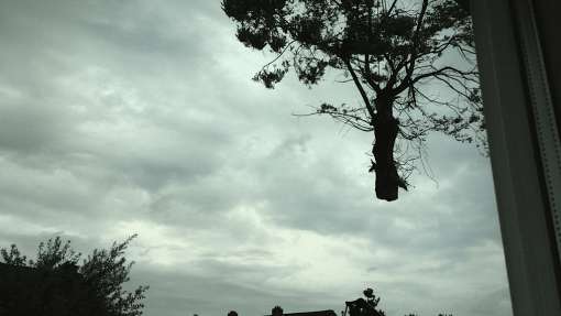 Bomen rooien Milsbeek